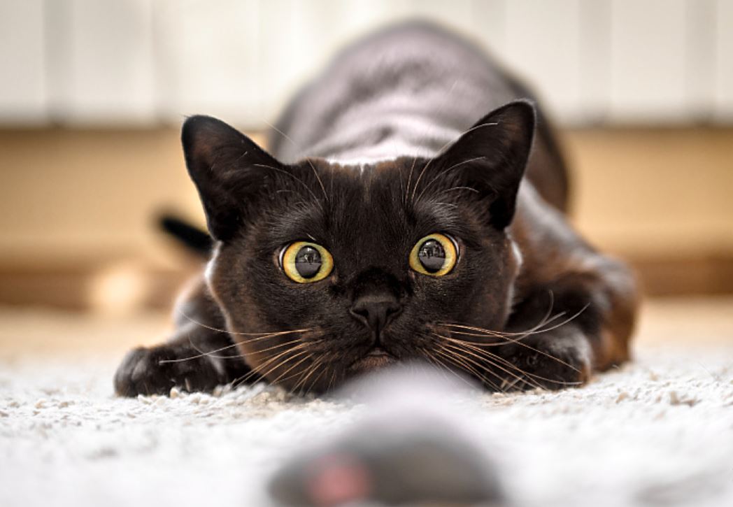 Upozorenje vlasnicima: Mačke ugrožene zbog zimske navike