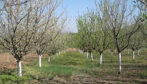 Upozorenje voćarima na pojavu mraza