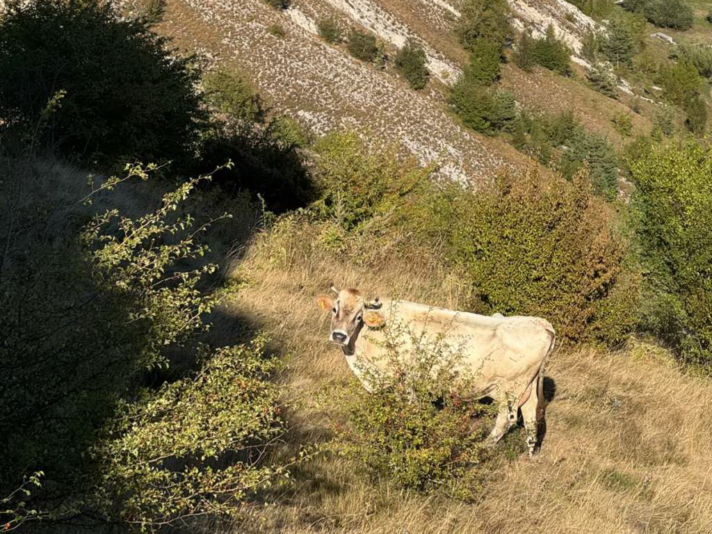 USK proizvodi više od 30 posto mlijeka u FBiH, a pad otkupnih cijena ugrožava farmere