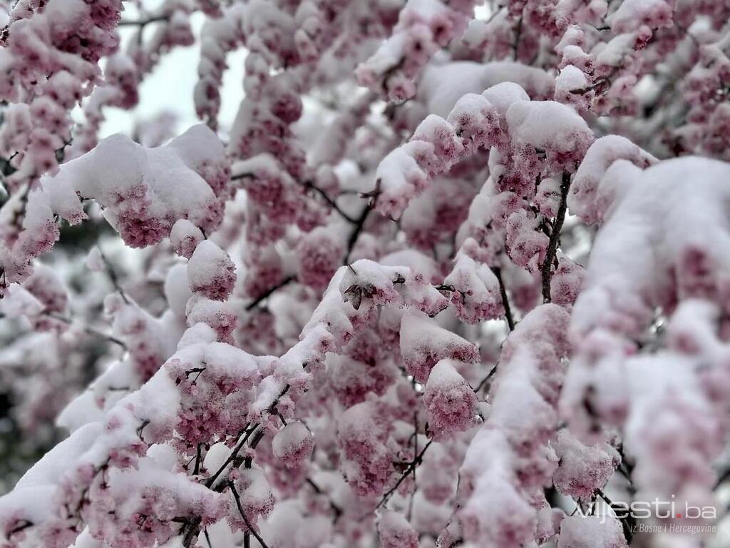 Uskoro udara prvo džemre: Vraća se život u prirodu