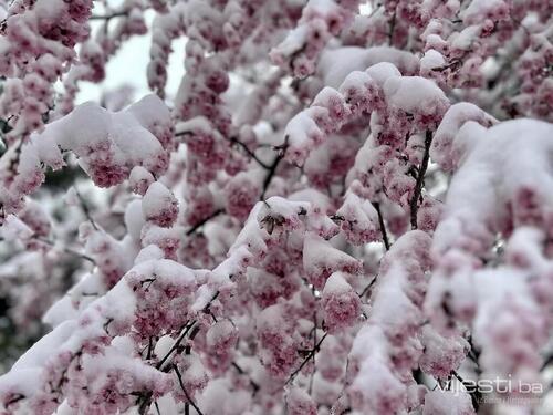 Uskoro udara prvo džemre: Vraća se život u prirodu