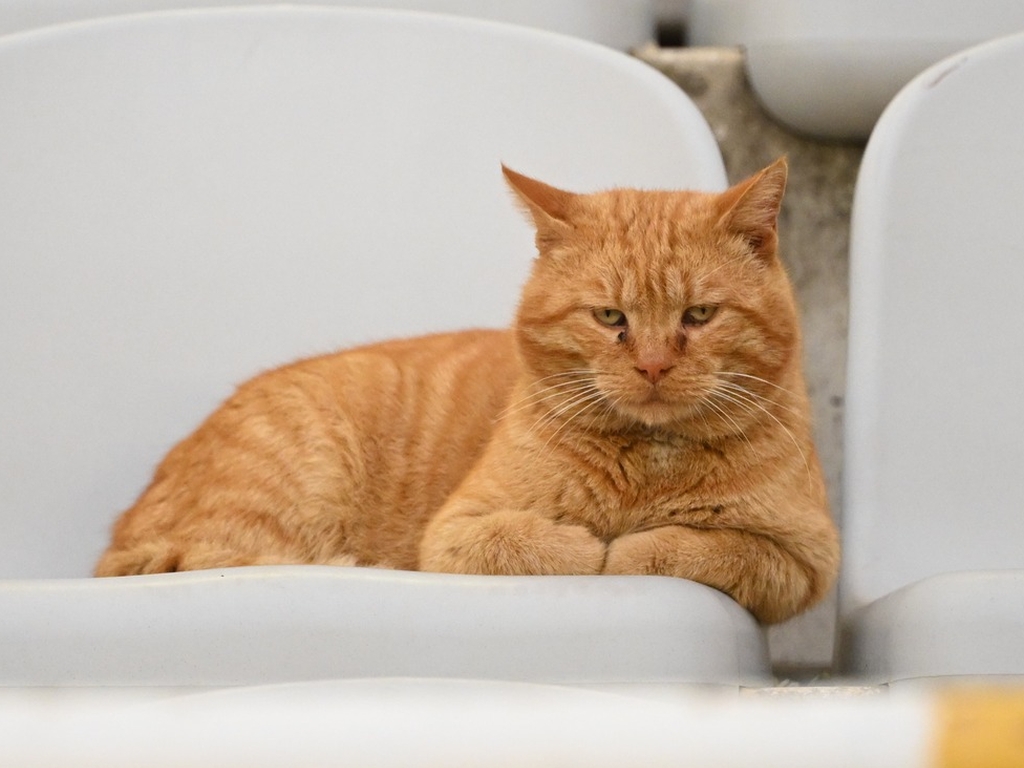 Utakmicu Hajduka i bh. kluba sa tribina je gledao samo mačak