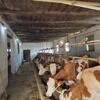 Uvoz mlijeka u BiH skoro duplo veći od izvoza: Evo koji faktori ometaju domaću proizvodnju!