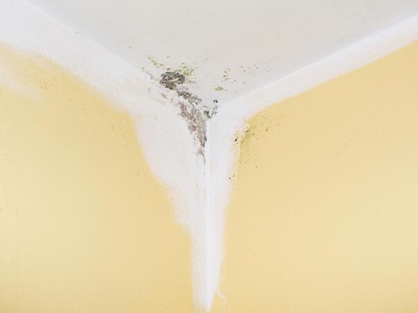 Uz ovaj sastojak mrlje na zidovima nestaju za par minuta