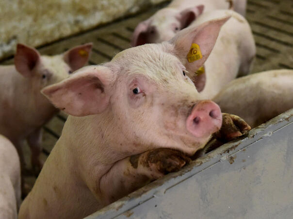 Užas u Srbiji: Svinja ubila muškarca, drugom pojela testise