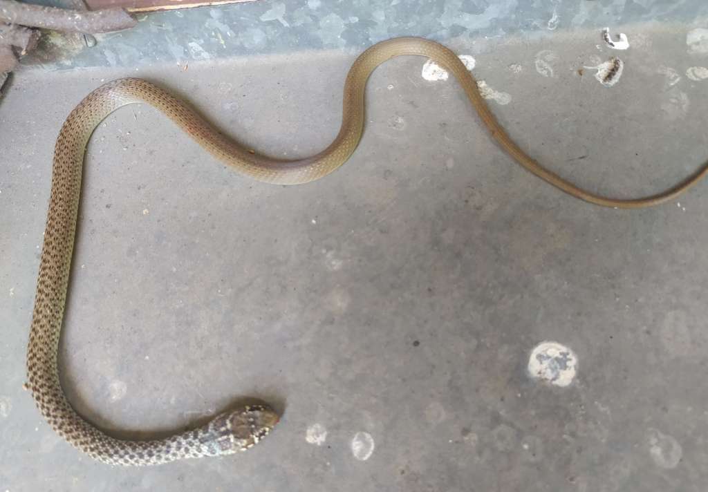 Vatrogasci imali pune ruke posla: U Mostaru hvatali zmiju po ulici