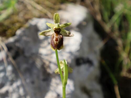 Veliko otkriće: U Blagaju pronađena Jadranska kokica