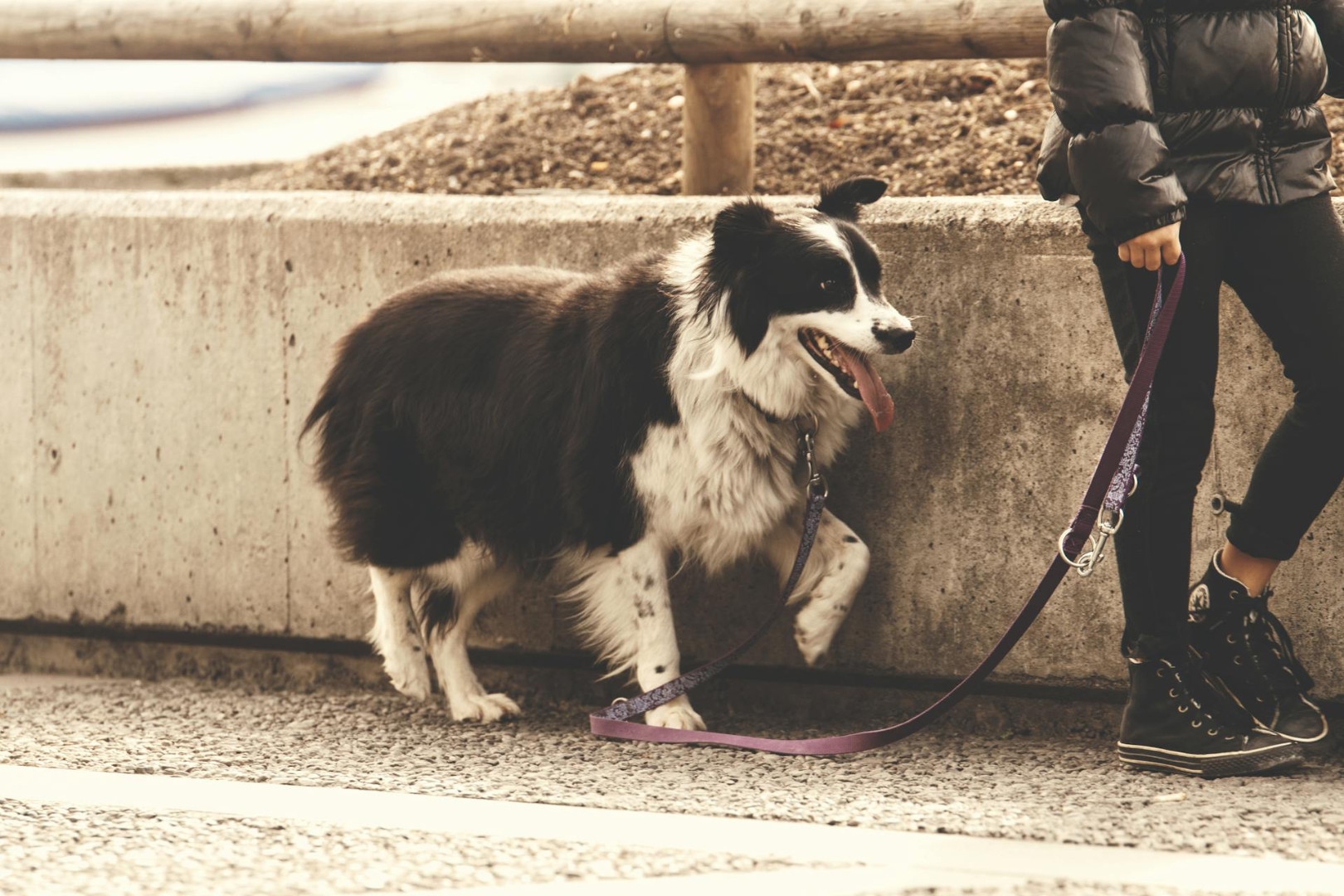 Veterinarka odgovara: Da li hraniti psa prije ili poslije šetnje?
