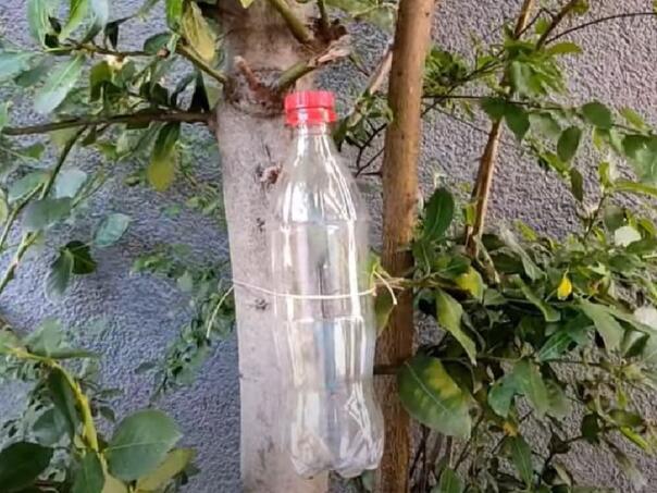 Veži flašu za drvo i zaboravi na štetočine: Trik traje i do 30 godina