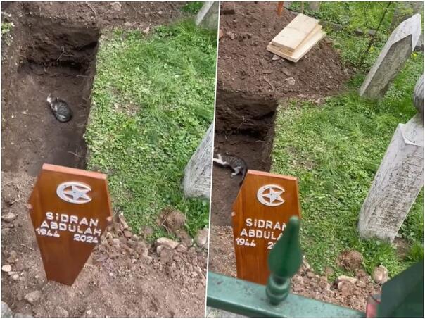 Video: Mačka u mezaru akademika Abdulaha Sidrana