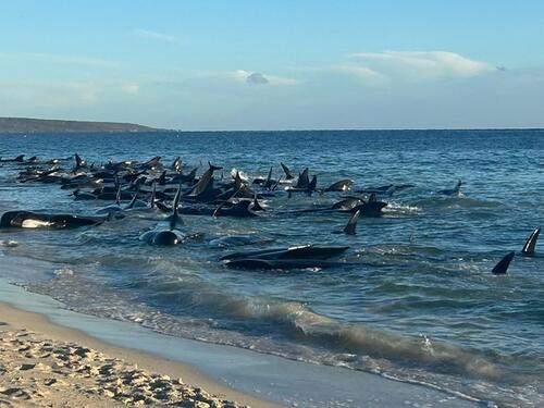 Više od 100 kitova nasukalo se na australskoj obali, neki su već uginuli