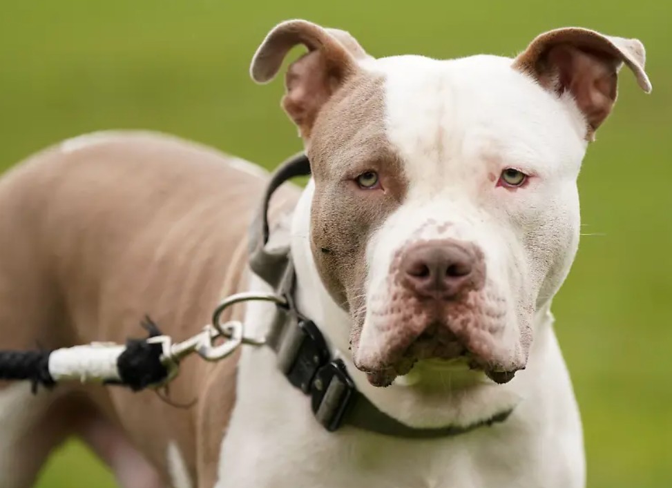 Vlasnik XL Bullyja osuđen na 12 godina nakon smrtonosnog napada u Engleskoj