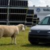 Volkswagen umjesto kosilica angažovao 100 ovaca