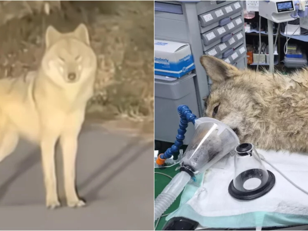 "Vuk bjegunac" iz Koreje spašen nakon potrage koja je držala zemlju na nogama