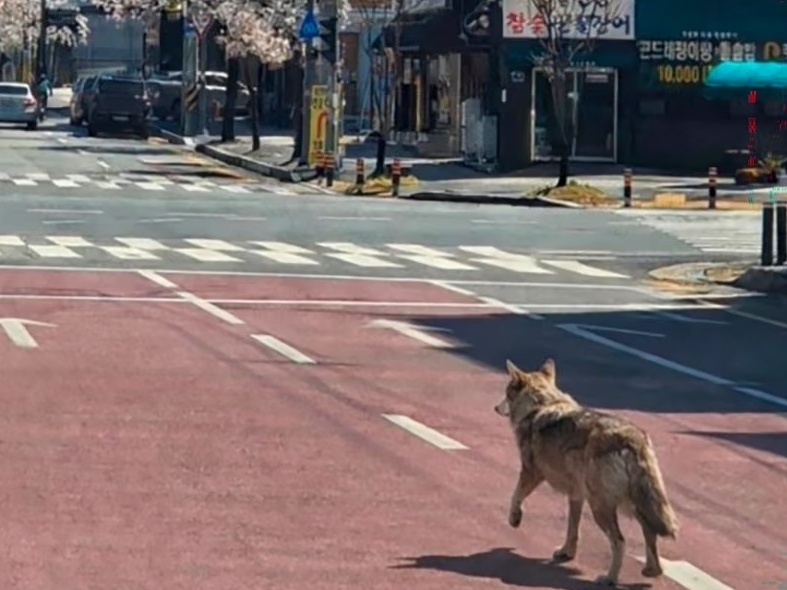 Vuk pobjegao iz zoološkog vrta u Koreji, velika potraga