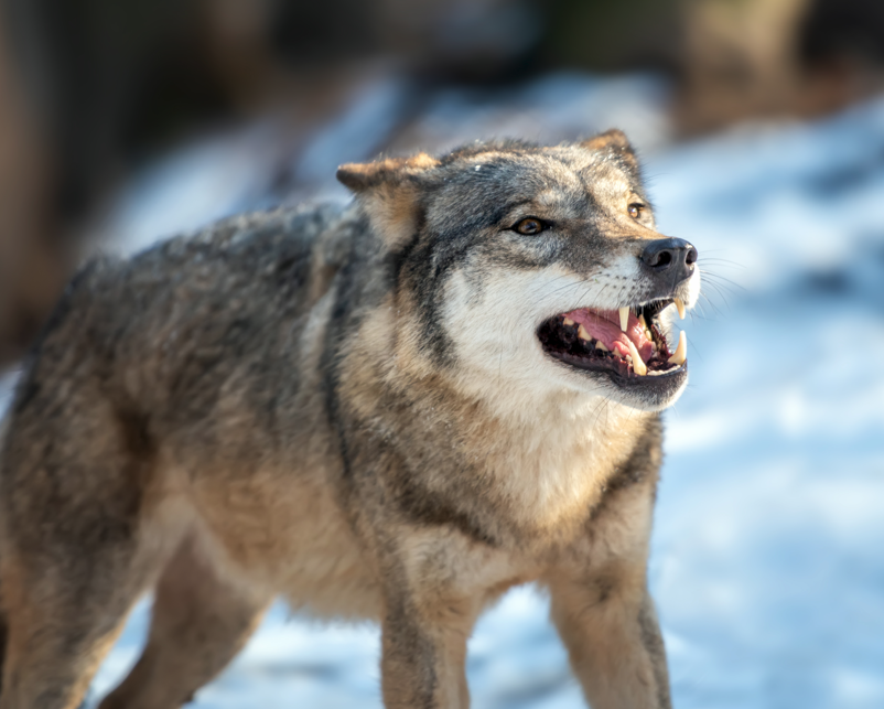 Vuk u njemačkom gradu ugrizao ženu