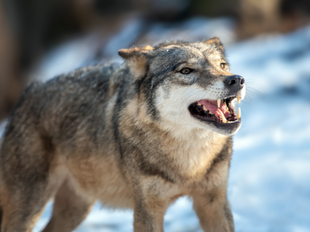 Vuk u njemačkom gradu ugrizao ženu