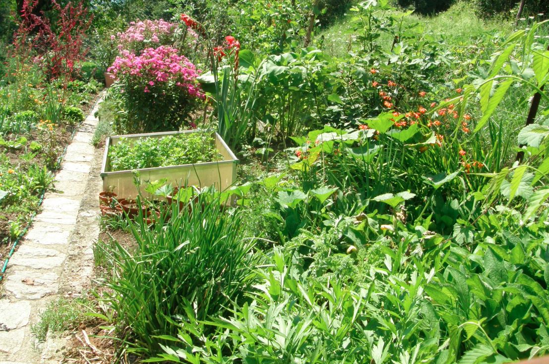 Zaboravite hemiju i sirće: Najsigurniji način da se riješite korova