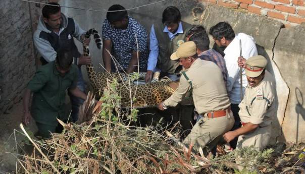 Zalutali leopard konačno uhvaćen i prebačen u zoološki vrt
