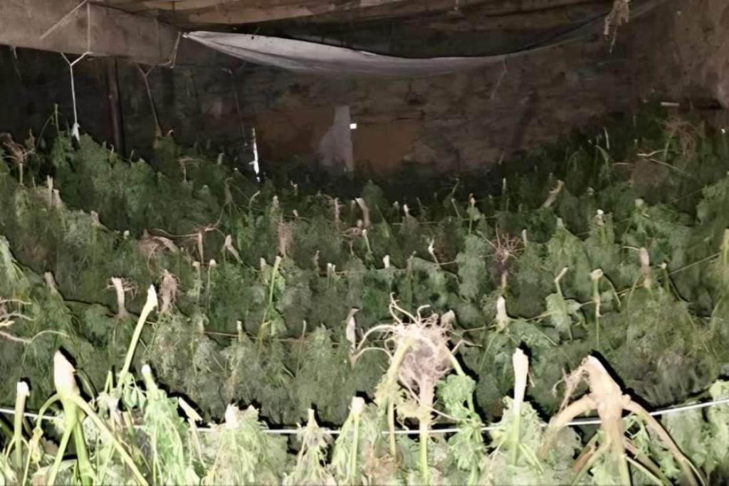 Zaplijenjeno pola tone marihuane, vrijednosti oko 750 000 eura