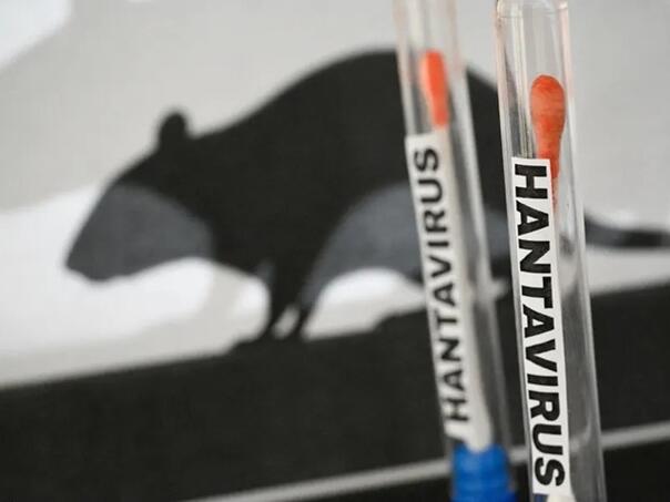 Zdravstvena uzbuna: Švicarska potvrdila prvi slučaj hantavirusa povezan s kruzerom