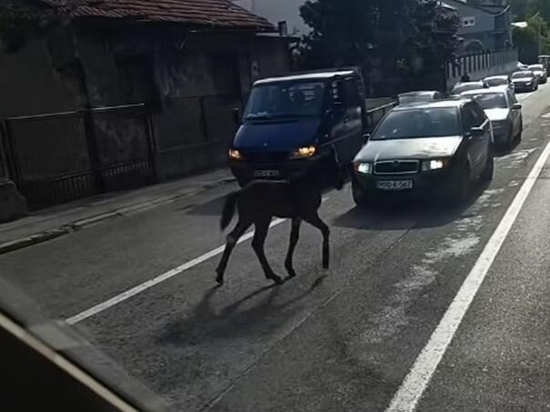 Ždrijebe zaustavilo saobraćaj u bh. gradu: Vozači u čudu
