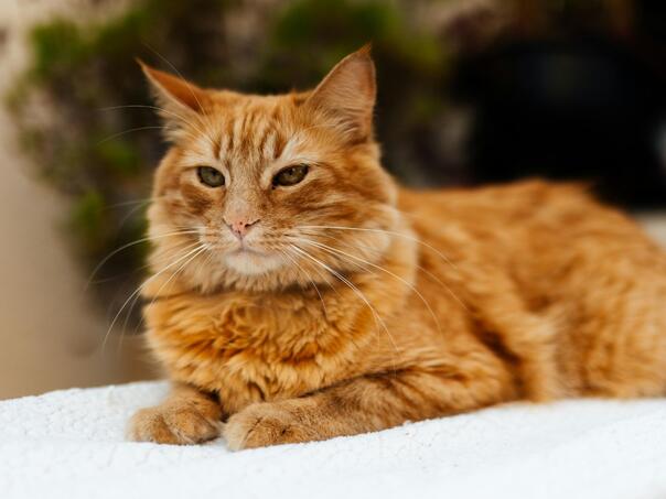 Žena slučajno spakovala mačku u kutiju i poslala ju poštom