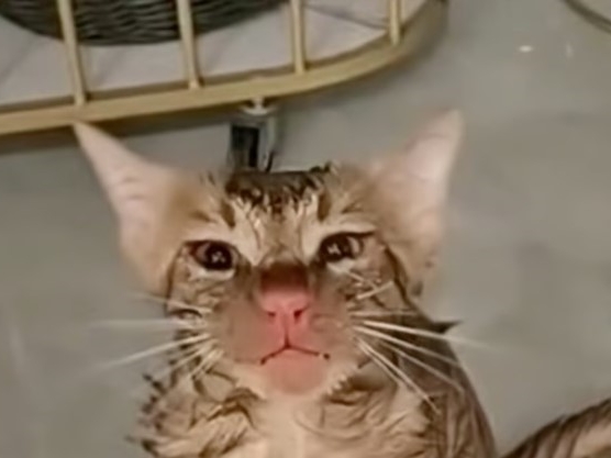 Žena slučajno u veš mašini oprala mačku