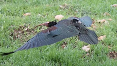Ženka ćelavog ibisa umjesto zimovanja u Toskani stigla u Hrvatsku