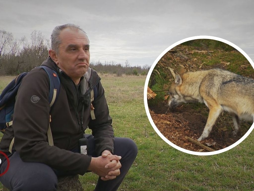 Život na selu postao horor: Vukovi im preskaču ogradu, dijete ima traume