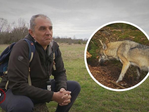 Život na selu postao horor: Vukovi im preskaču ogradu, dijete ima traume