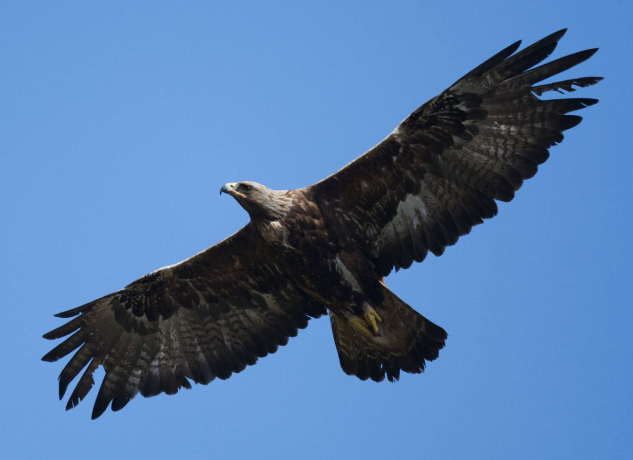 Zlatni orao mogao bi se vratiti u Englesku nakon više od 150 godina