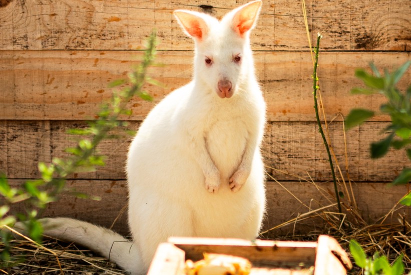 ZOO Bambi: Dom rijetkih albino životinja i spašenih krznenih prijatelja